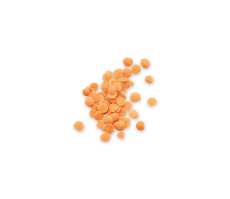 Lentil